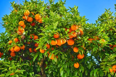 Mavi gökyüzü karşı ağaçta olgunlaşma clementines. Mandalina ağacı. EY
