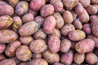 Taze organik patates. patates doku