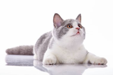 Beyaz arka plan üzerinde küçük kedi yavrusu. çizgili kedicik