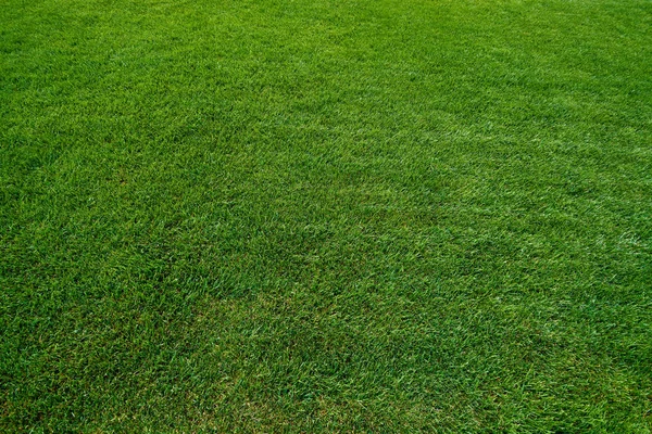 Grönt gräs konsistens. Gröna ängen — Stockfoto