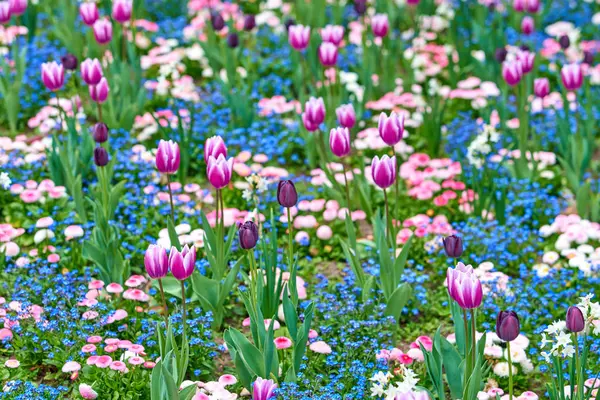 春の花の背景。美しいチューリップの花 — ストック写真