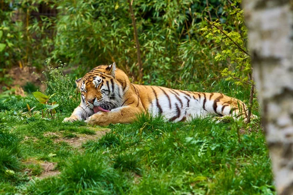 老虎在森林里。自然界中的老虎 — 图库照片