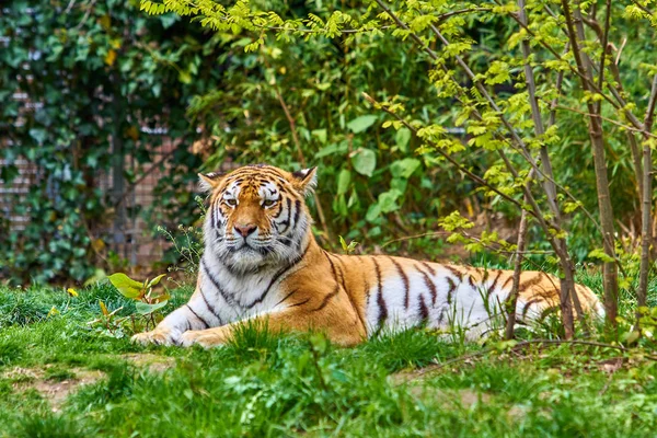 Tigre en el bosque. Tigre en la naturaleza — Foto de Stock