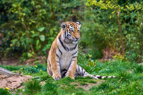 Tiger. Tiger im grünen Gras — Stockfoto