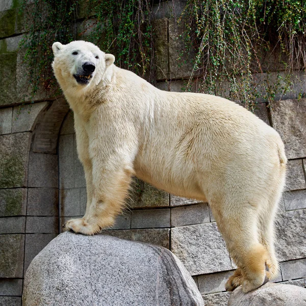 Biały niedźwiedź polarny w zoo — Zdjęcie stockowe