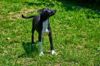 Dış gülümsüyor oynayan köpek. Mutlu köpek. Güzel bir köpek 