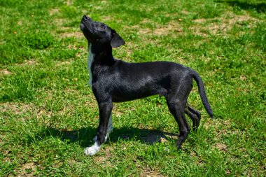 Dış gülümsüyor oynayan köpek. Mutlu köpek. Güzel bir köpek 