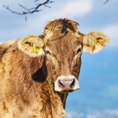 yaz yeşil alan, inekler. Bir yaz mera üzerinde inek