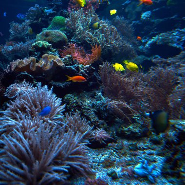 Sualtı mercan kayalığı manzara. Tropikal balık ile mercan Bahçe