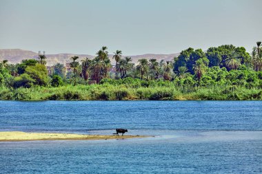 Mısır Nil Nehri. güzel manzara