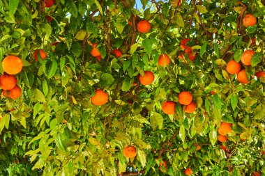 Mavi gökyüzü karşı ağaçta olgunlaşma clementines. Mandalina ağacı. EY