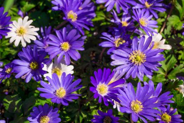 pembe ve mor çiçek arkaplanı