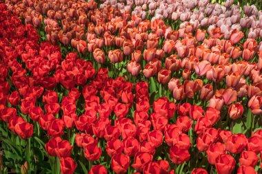 Kırmızı lale. Amazing kırmızı lale çiçek. Lale fiel bahar sahnesi