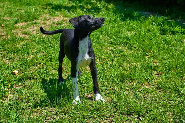 Dış gülümsüyor oynayan köpek. Mutlu köpek. Güzel bir köpek 