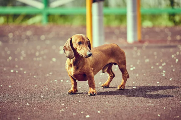 Cane bassotto all'aperto . — Foto Stock