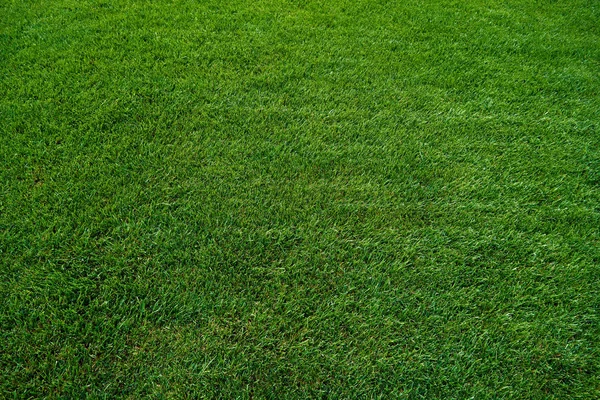 Bakgrund av ett grönt gräs. Grönt gräs struktur — Stockfoto