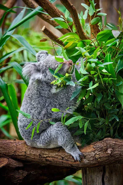 Koala björn i djurparken — Stockfoto
