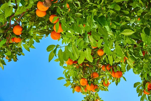 Jardim laranja. Laranjeira. Mandarins na árvore — Fotografia de Stock