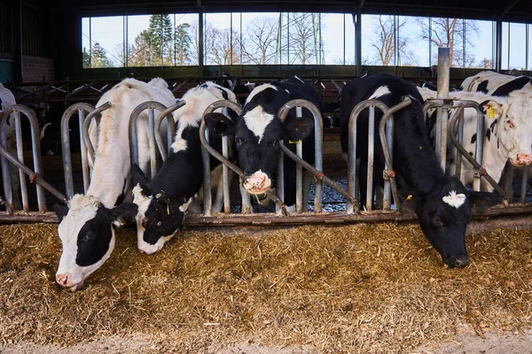 Des vaches à la ferme. De nombreuses vaches se nourrissent à la ferme — Photo