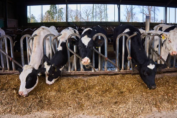 Tehenek a gazdaságban. Sok tehenek etetés Farm — Stock Fotó