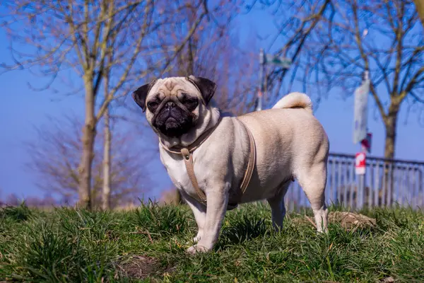 Mops hunden i en sommar park. — Stockfoto