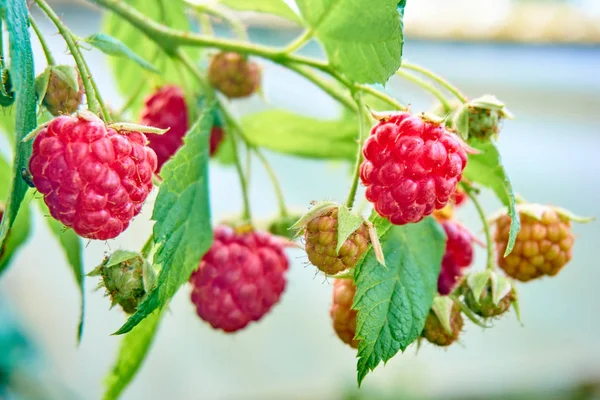 Ripe red raspberries on the bush. branch of raspberry — Stock Photo, Image