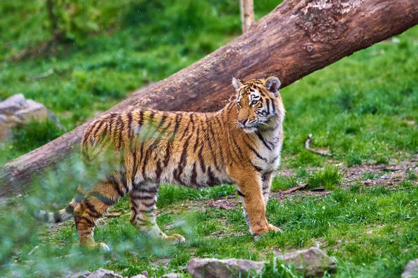 Tigre en el bosque. Tigre en la naturaleza — Foto de Stock