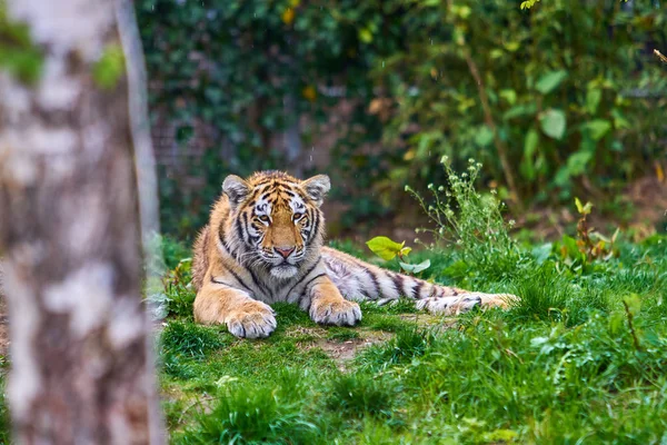 Тигр. Тигры на зеленой траве — стоковое фото