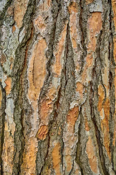 Textura de casca de árvore. textura de madeira — Fotografia de Stock