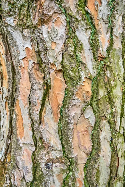 Tekstura kory drzewa. struktura drewna — Zdjęcie stockowe