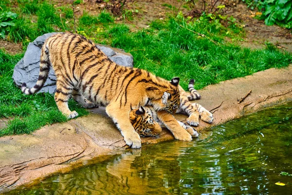 Dois jovens tigres. Filhote de tigre — Fotografia de Stock