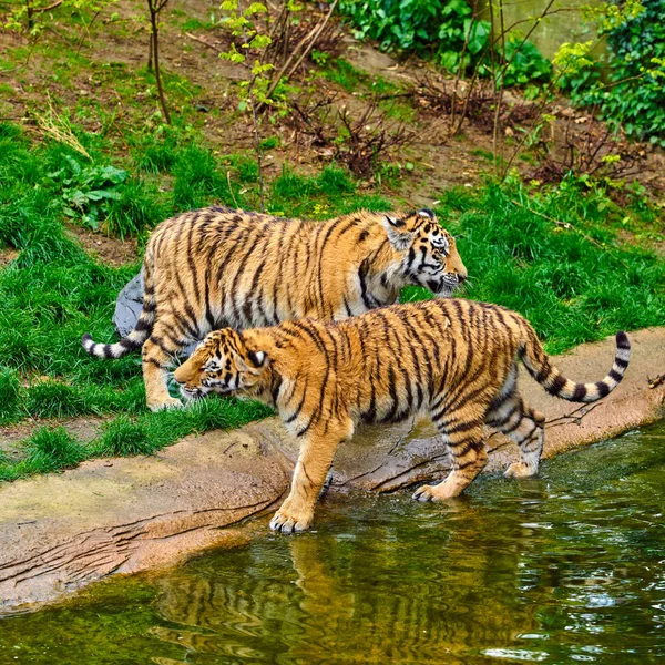 Dois jovens tigres. Filhote de tigre — Fotografia de Stock