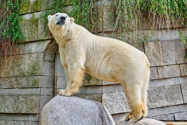 Λευκή Bear, λευκή αρκούδα. . ζώο — Φωτογραφία Αρχείου
