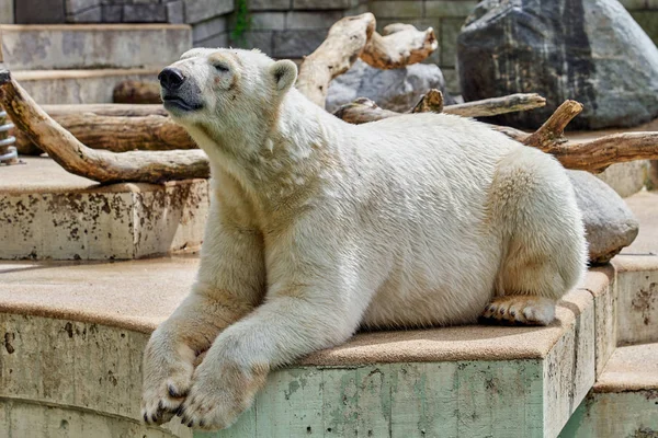 White Bear, White Bear. . dier Rechtenvrije Stockfoto's