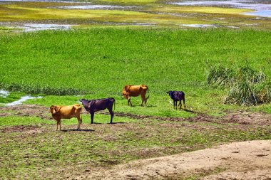 Mısır Nil Nehri. Hayat Nil Nehri üzerinde. Nil'inek