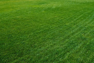 Yeşil bir çimenin arka planı. Yeşil çimen dokusu