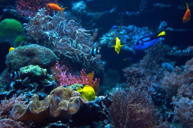 Sualtı arka plan. Sualtı sahne. Sualtı dünyasını. Altında