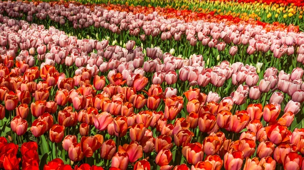 Vackra vårblommor. tulpan blommor område — Stockfoto