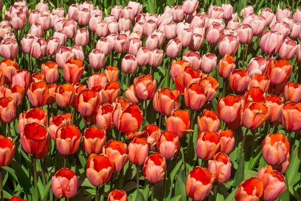 赤いチューリップ。驚くほどの赤いチューリップの花。チューリップ フィールの春の景色 — ストック写真