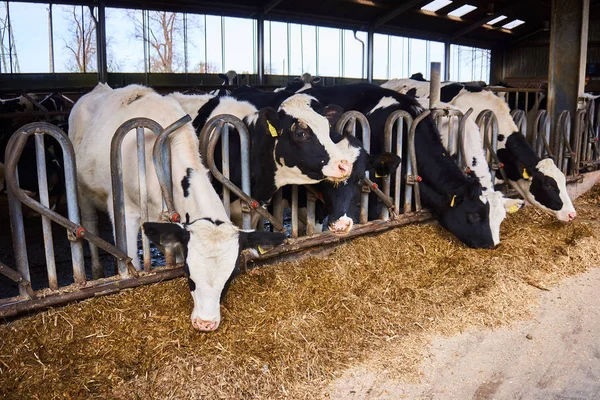 Krávy na farmě. Mnoho krav jsou krmení ve farmě — Stock fotografie