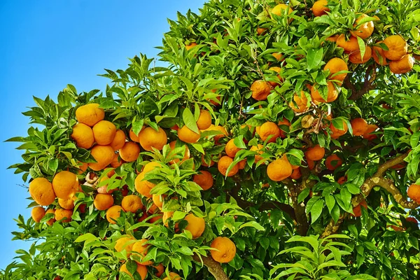 Orange garden. Pomarańczowe drzewa. Mandarynki na drzewie — Zdjęcie stockowe