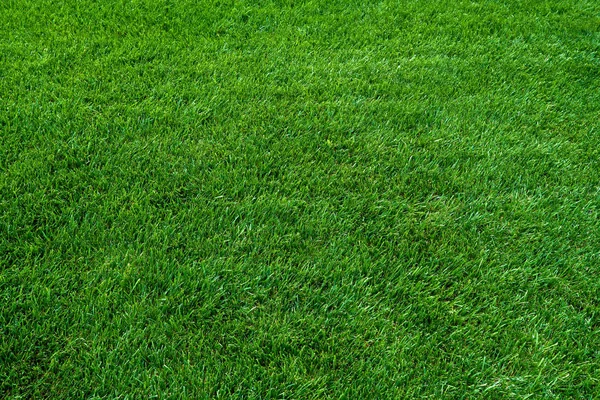 Textur des grünen Grases. grüne Wiese — Stockfoto