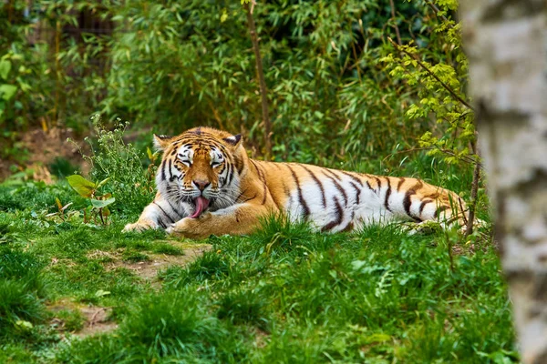 Tiger. Tiger im grünen Gras — Stockfoto