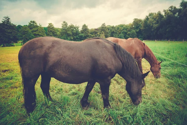 Büyük güzel at. büyük siyah at