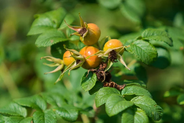 Köpek-gül çilek. Köpek rose meyve (Rosa canina). vahşi kuşburnu ben
