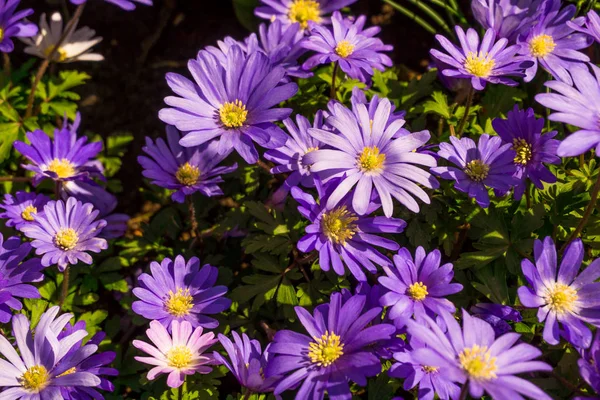 Rosa y púrpura flores fondo — Foto de Stock