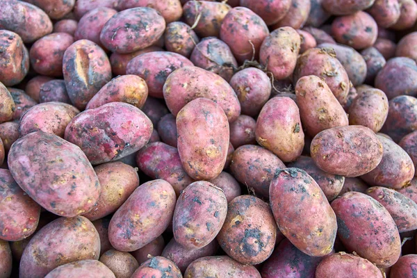 Batata orgânica fresca. textura de batatas — Fotografia de Stock