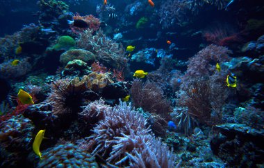 Sualtı arka plan. Sualtı sahne. Sualtı dünyasını. Altında