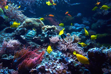 Sualtı mercan kayalığı manzara. Tropikal balık ile mercan Bahçe