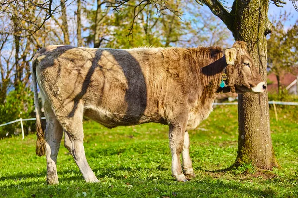 Krowy w lato zielone pole. Krowa na pastwisku lato — Zdjęcie stockowe